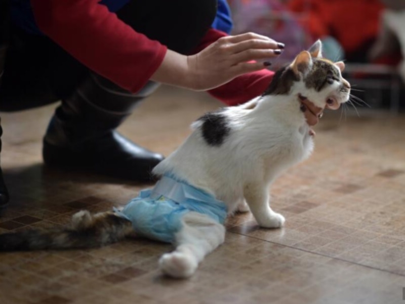 У кошки болит спина около хвоста