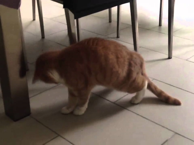 У кошки болит спина около хвоста