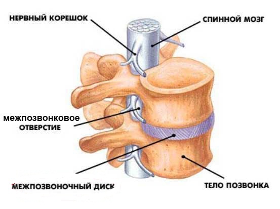 Размещение в позвоночнике