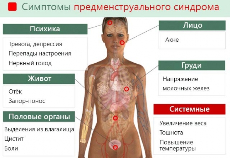 За сколько до месячных начинает болеть живот и спина