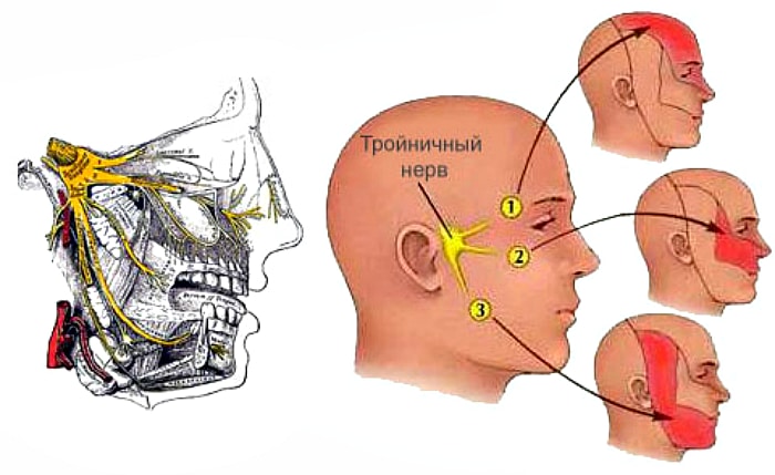 Троичный нерв Троичный нерв